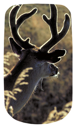 DAROYAL 310 Gone Hunting (Deer)